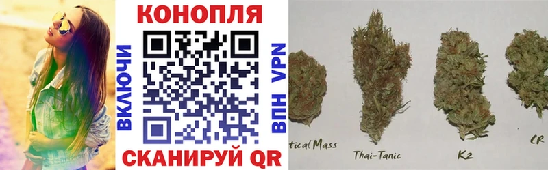 где можно купить   Пионерский  Канабис ГИДРОПОН 